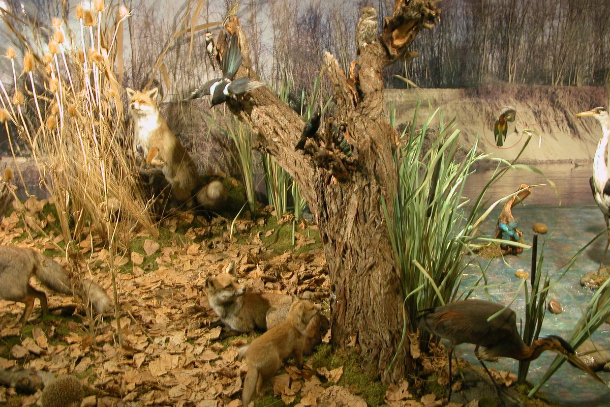 Diorama che ricrea un ambiente lungo fiume con in centro un tronco con alcune erbe intorno a sinistra volpi, gazze e picchi, a destra il fiume con airone rosso, airone cenerino, martin pescatore e gruccione