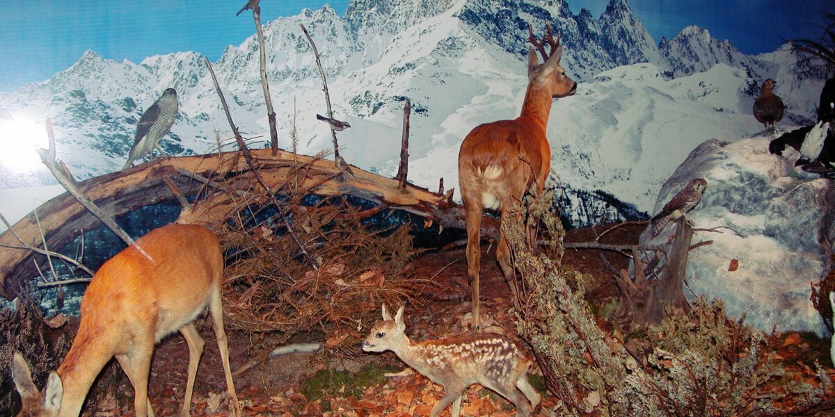 parte di diorama con una famiglia di caprioli (gli adulti a destra e sinistra e il piccolo a terra in centro), sullo sfondo il Monviso