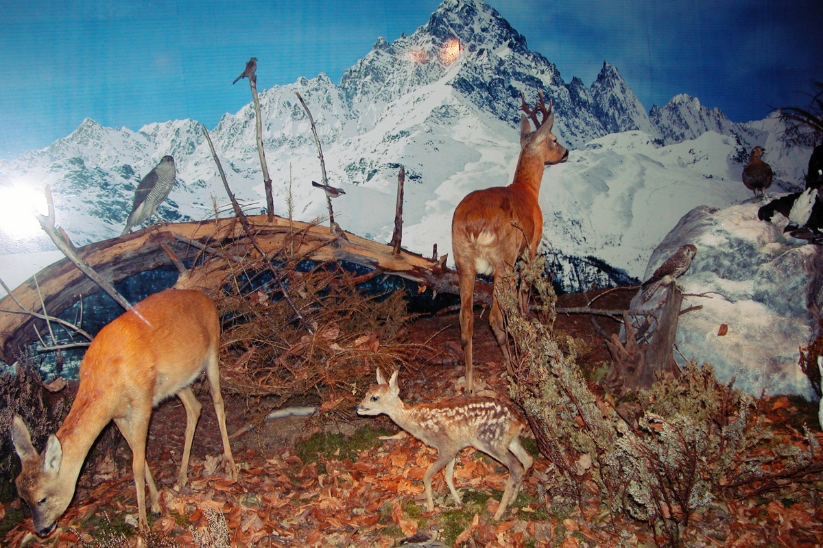 parte di diorama con una famiglia di caprioli (gli adulti a destra e sinistra e il piccolo a terra in centro), sullo sfondo il Monviso