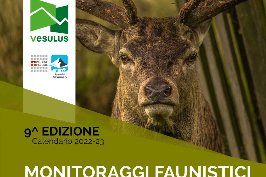 dettaglio della locandina del calendario dei monitoraggi: sulla destra c'è un cervo fotografato a distanza ravvicinata.
