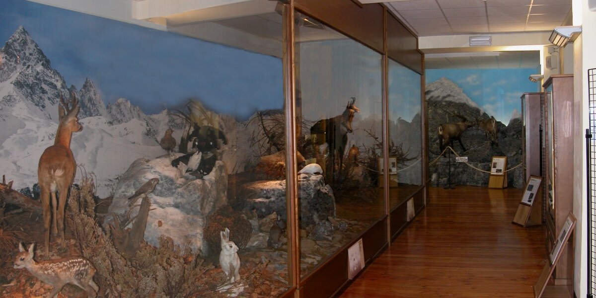 veduta della prima parte della sala con a destra il diorama dedicato alla montagna con capriolo, marmotte, gallo forcello e camosci tra gli animali più visibili