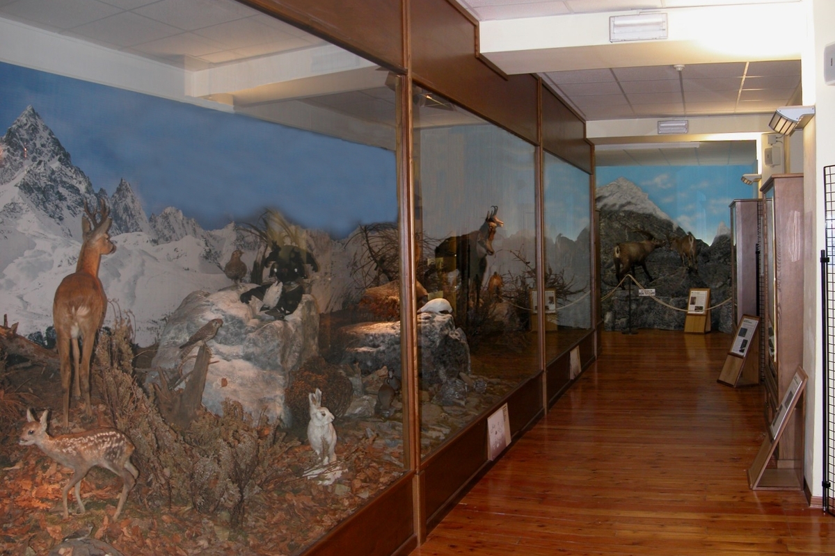 veduta della prima parte della sala con a destra il diorama dedicato alla montagna con capriolo, marmotte, gallo forcello e camosci tra gli animali più visibili