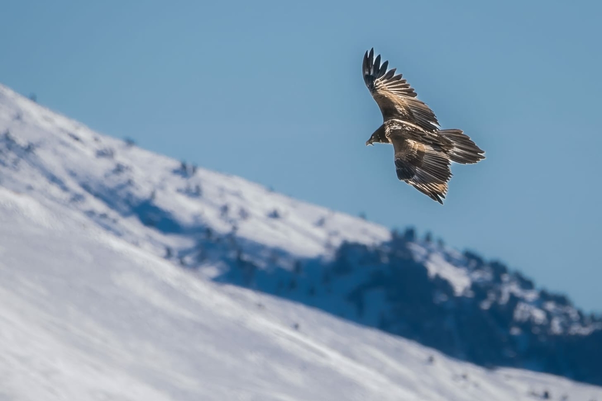 un Gipeto vola davanti ad un panorama montuoso innevato.