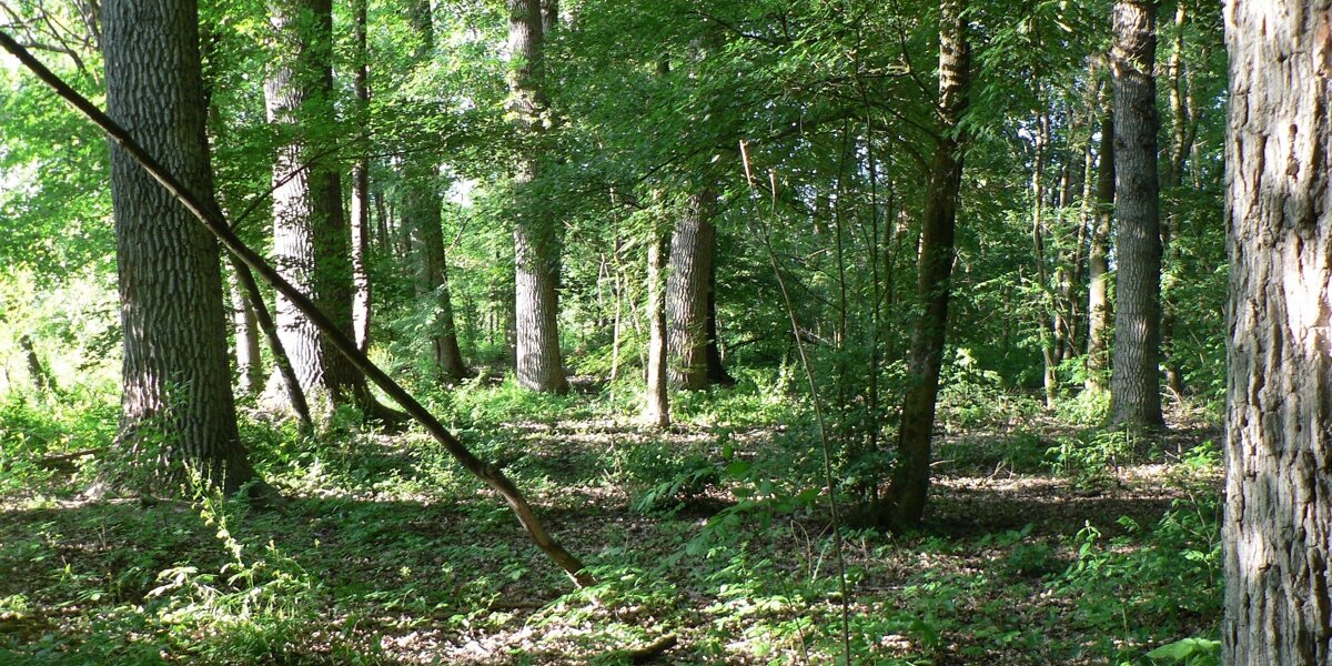 tronchi di alberi, querce e carpini, in un bosco molto pulito, nel quale filtra qualche raggio di sole proveniente dalla sinistra dell'immagine. Sugli alberi sono numerose le foglie, di colore verde intenso.