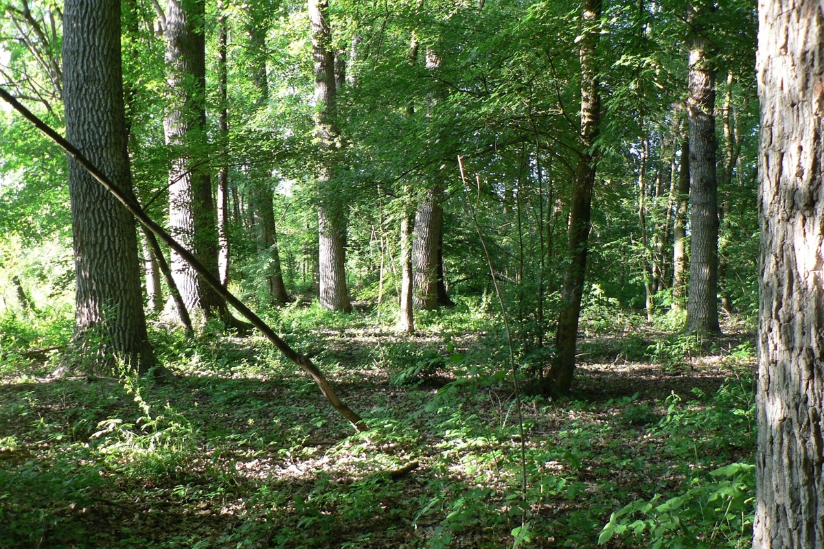 tronchi di alberi, querce e carpini, in un bosco molto pulito, nel quale filtra qualche raggio di sole proveniente dalla sinistra dell'immagine. Sugli alberi sono numerose le foglie, di colore verde intenso.