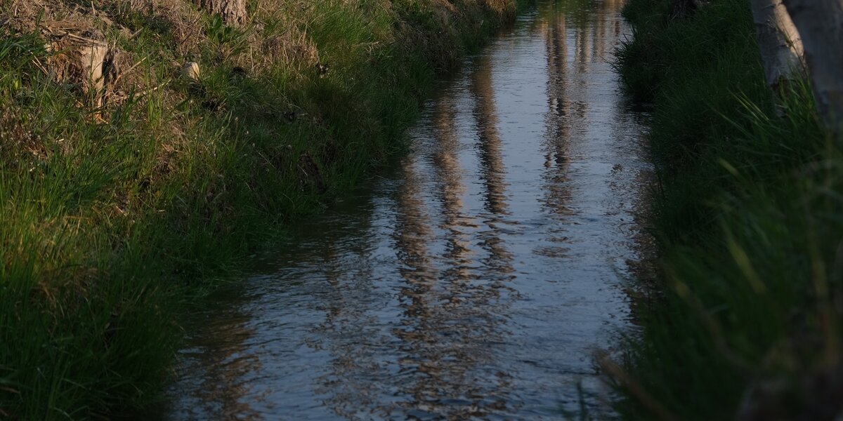 Un canale irriguo su cui si riflettono i tronchi degli alberi che sono sulle rive
