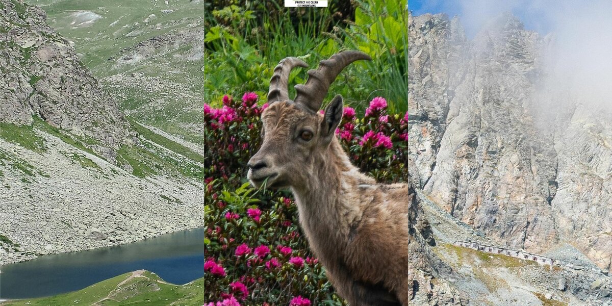 collage di tre foto: da sinistra a destra: il lago Fiorenza, uno stambecco tra fiori rosa, le casermette poste poco a valle del Buco di Viso.