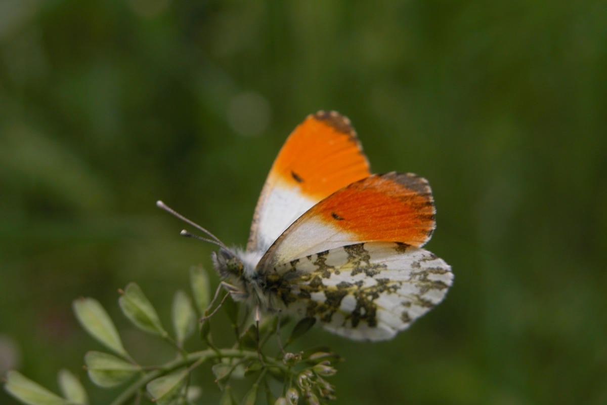 Farfalla arancione e bianca su uno stelo
