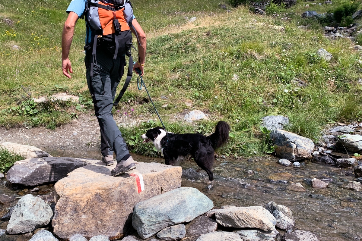 un escursionista di schiena attraversa un piccolo corso d'acqua tenendo al guinzaglio il proprio cane.