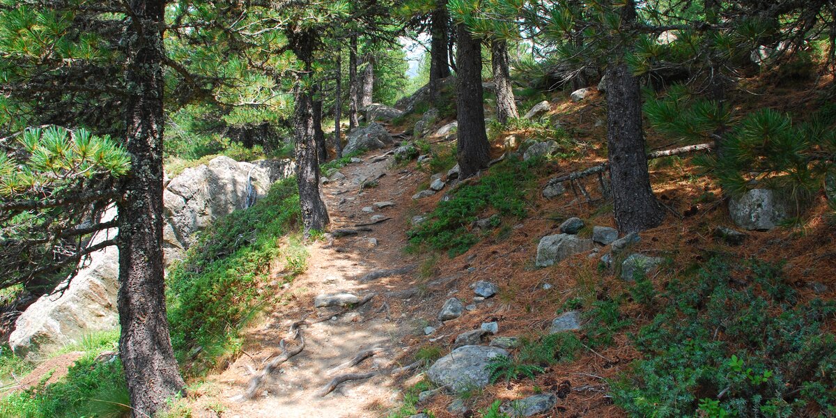 Sentiero all'interno del bosco, con pini cembri intorno e qualche roccia ai lati del sentiero. aghi di pino e arbusti sotto gli alberi