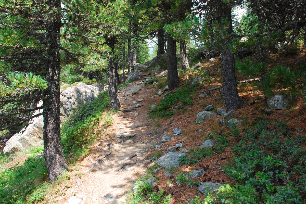 Sentiero all'interno del bosco, con pini cembri intorno e qualche roccia ai lati del sentiero. aghi di pino e arbusti sotto gli alberi