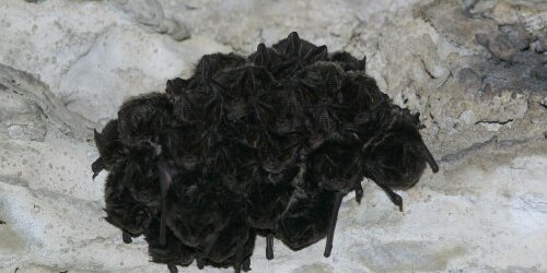 Un gruppo di pipistrelli appeso al soffitto della grotta