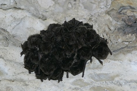 Un gruppo di pipistrelli appeso al soffitto della grotta
