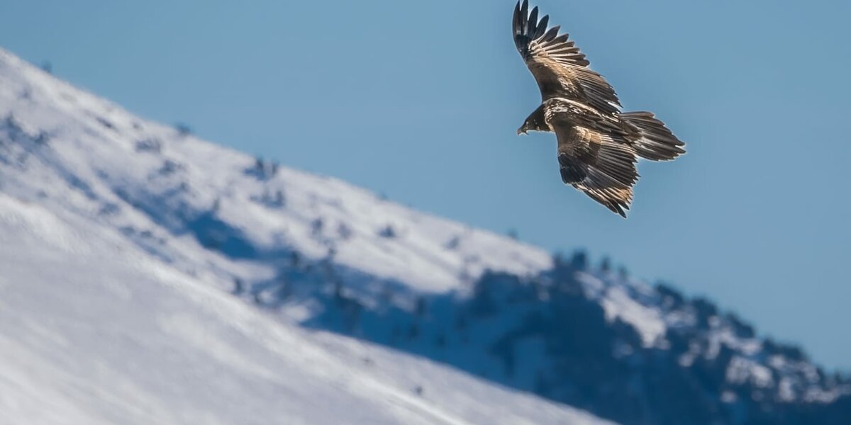 giovane gipeto in volo in uno scenario diurno invernale. Sullo sfondo si vede un versante innevato con qualche raro albero.