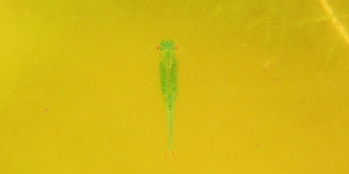 Immagine scattata con una fotocamera subacquea: in un'acqua dal colore giallastro spicca il crostaceo, di colore verde chiaro