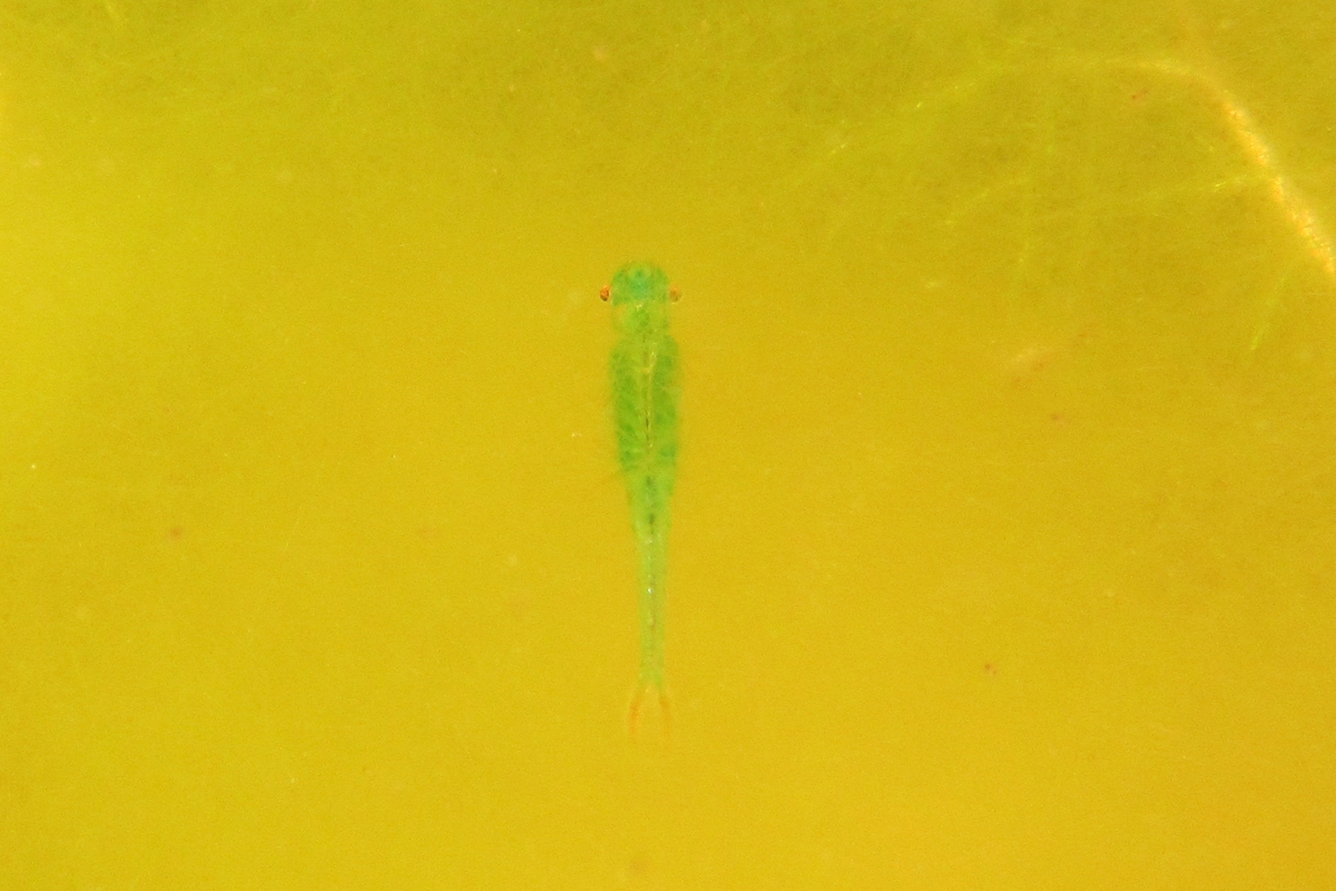 Immagine scattata con una fotocamera subacquea: in un'acqua dal colore giallastro spicca il crostaceo, di colore verde chiaro