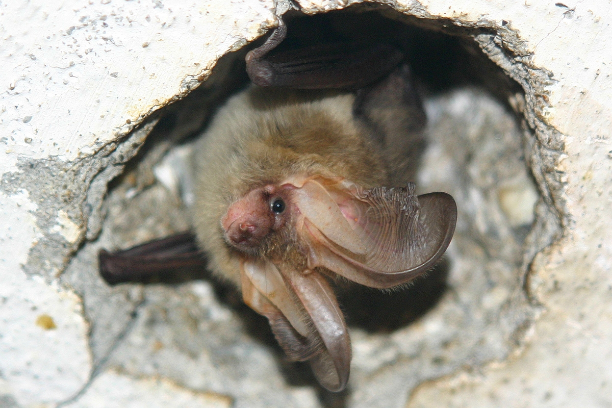 un pipistrello a testa in giù in un buco circolare in una parete in muratura bianca