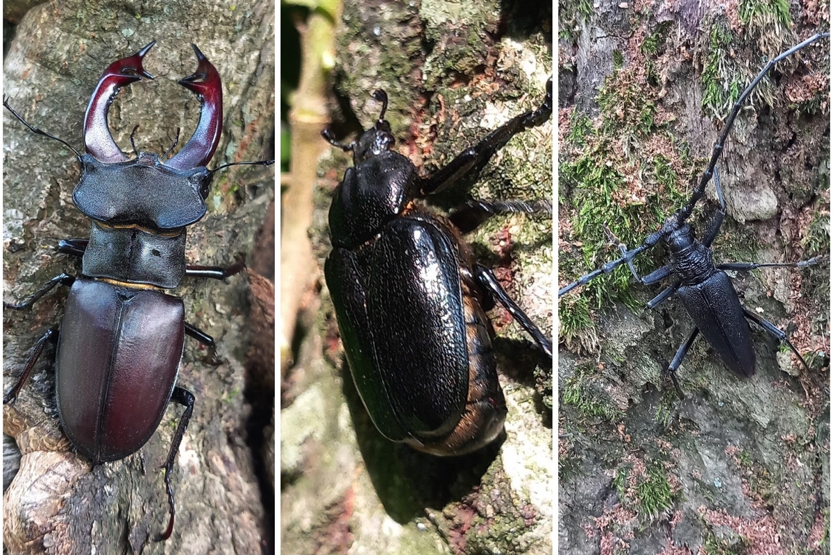 tre fotografie affiancate dei tre coleotteri descritti nel testo; gli animali sono colti in modo ravvicinato e sono su uno sfondo di legname