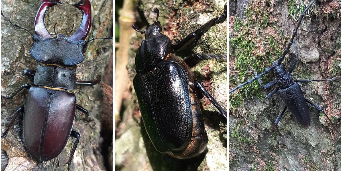 foto dei tre insetti affiancate, tutti sono su sfondo di tronchi d'albero e colti molto da vicino