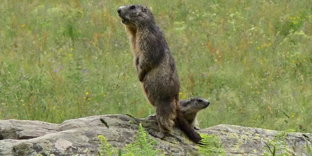 su una roccia immersa nel verde dei prati alpini si trova una marmotta che guarda verso sinistra e che si trova in piedi, poggiata sulle sole zampe posteriori. dietro di questo esemplare se ne intravede uno più piccolo.