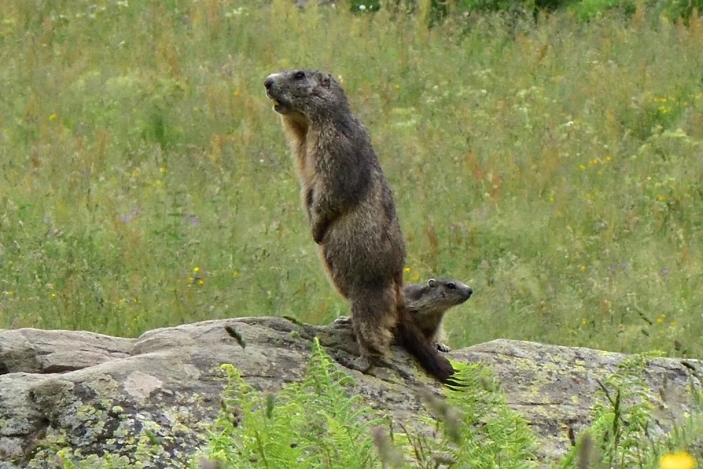 su una roccia immersa nel verde dei prati alpini si trova una marmotta che guarda verso sinistra e che si trova in piedi, poggiata sulle sole zampe posteriori. dietro di questo esemplare se ne intravede uno più piccolo.
