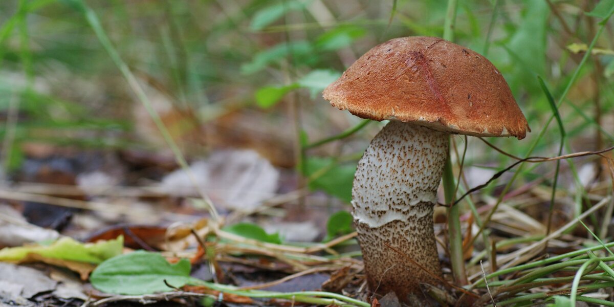 foto di un fungo, colto molto da vicino: si tratta di un esemplare di Leccinum aurantiacum