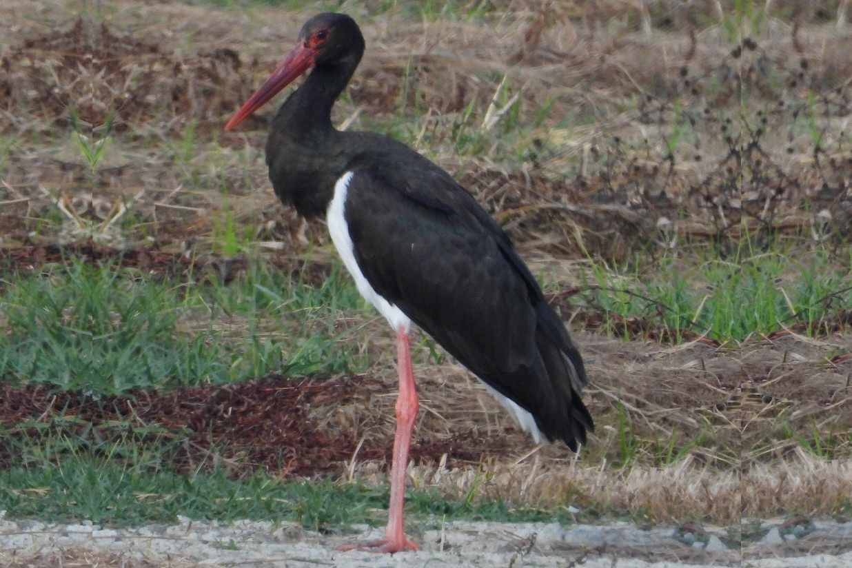 Immagine con descrizione mancante