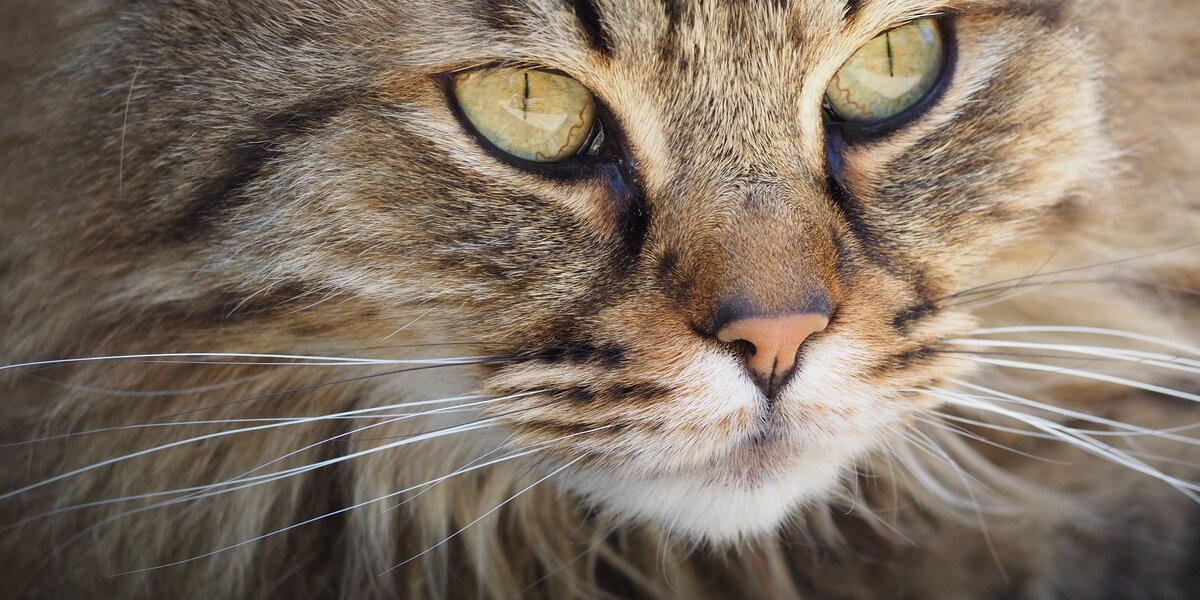 foto ravvicinata del muso di un gatto selvatico