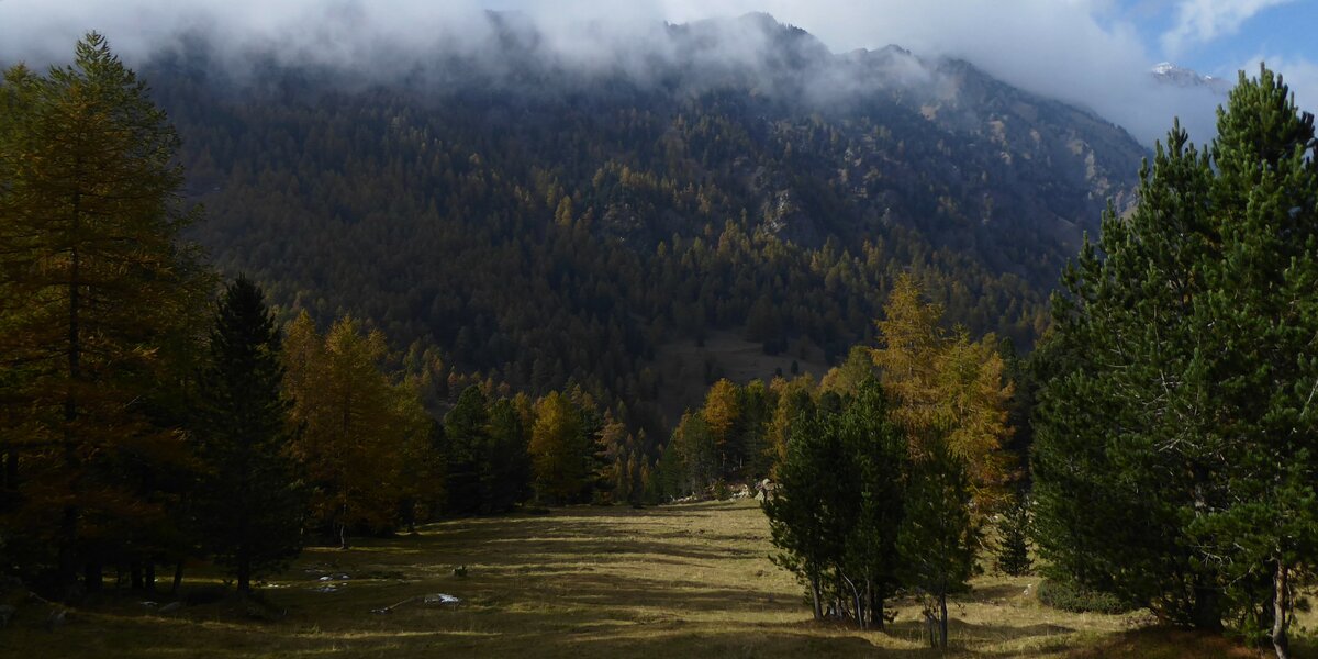 vista autunnale del Bosco dell'Alevè: al centro della foto una ampia radura, intorno numerosi alberi