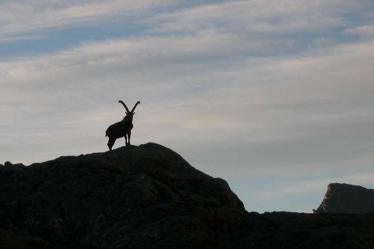 la silhouette di uno stambecco si staglia su una roccia scura davanti ad un cielo velato di nuvole