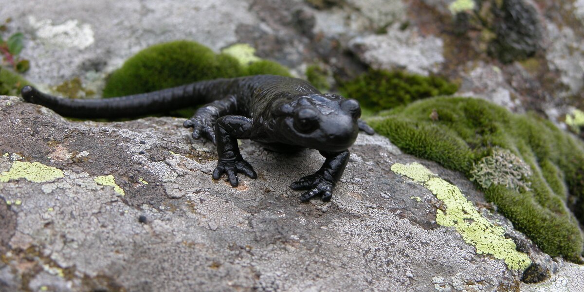 un esemplare di Salamandra Lanzai su una roccia
