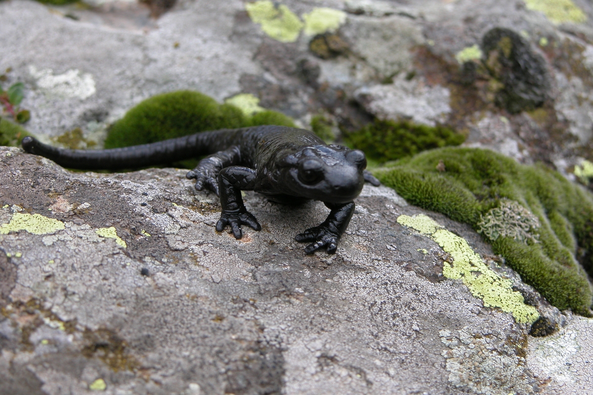 un esemplare di Salamandra Lanzai su una roccia
