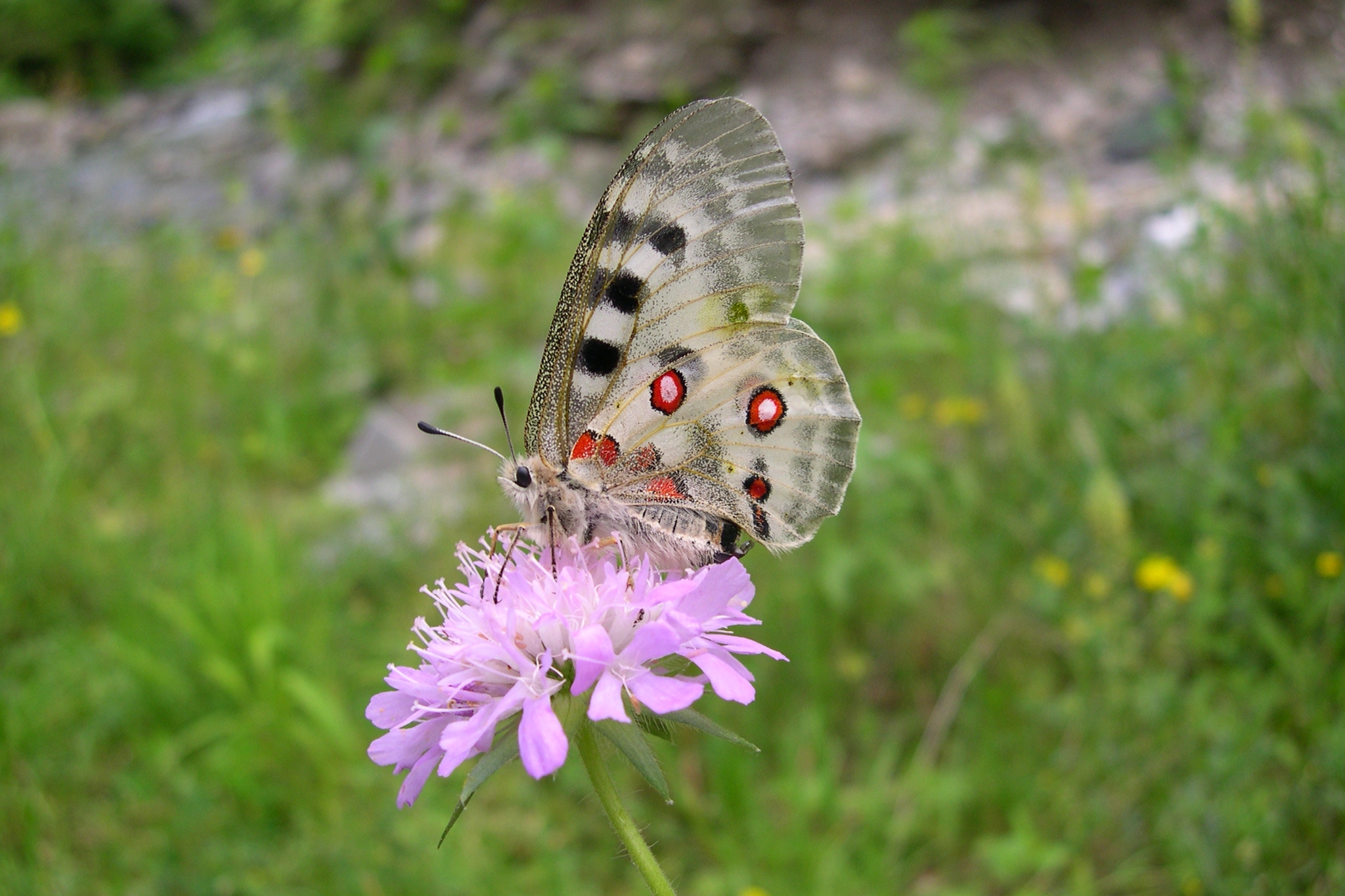 una farfalla Parnassius apollo, con ali punteggiate di rosso e bianco, su un fiore lilla
