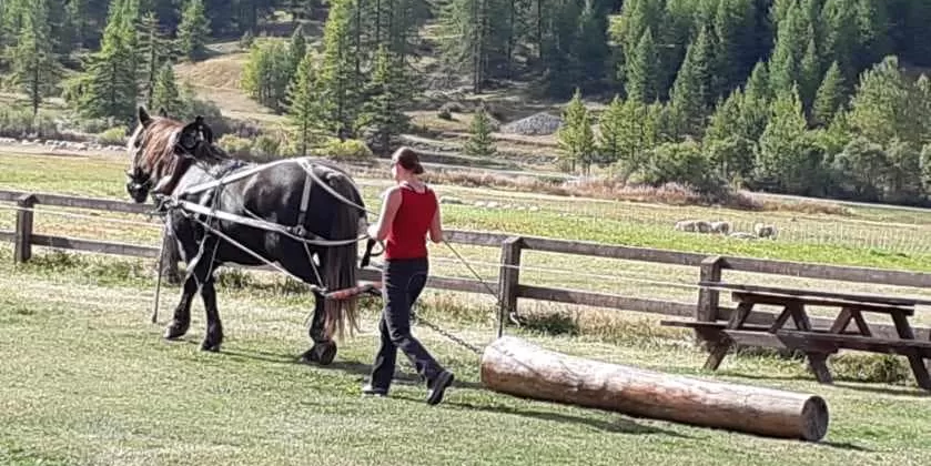 Un cavallo traina un tronco d'albero guidato da Clotilde.