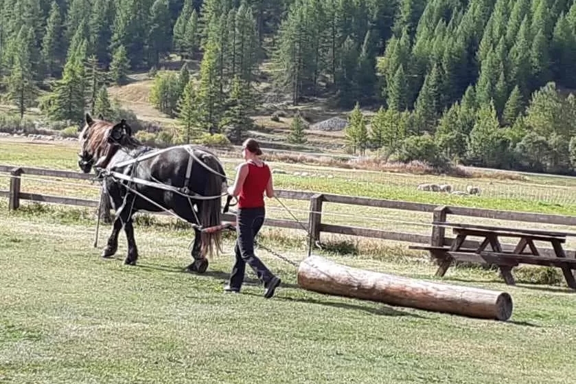 Un cavallo traina un tronco d'albero guidato da Clotilde.