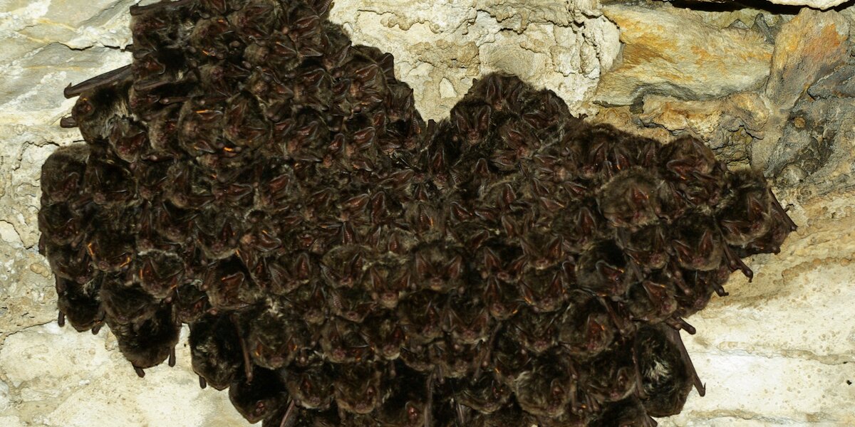 una colonia di pipistrelli in letargo nella Grotta del Rio Martino a Crissolo