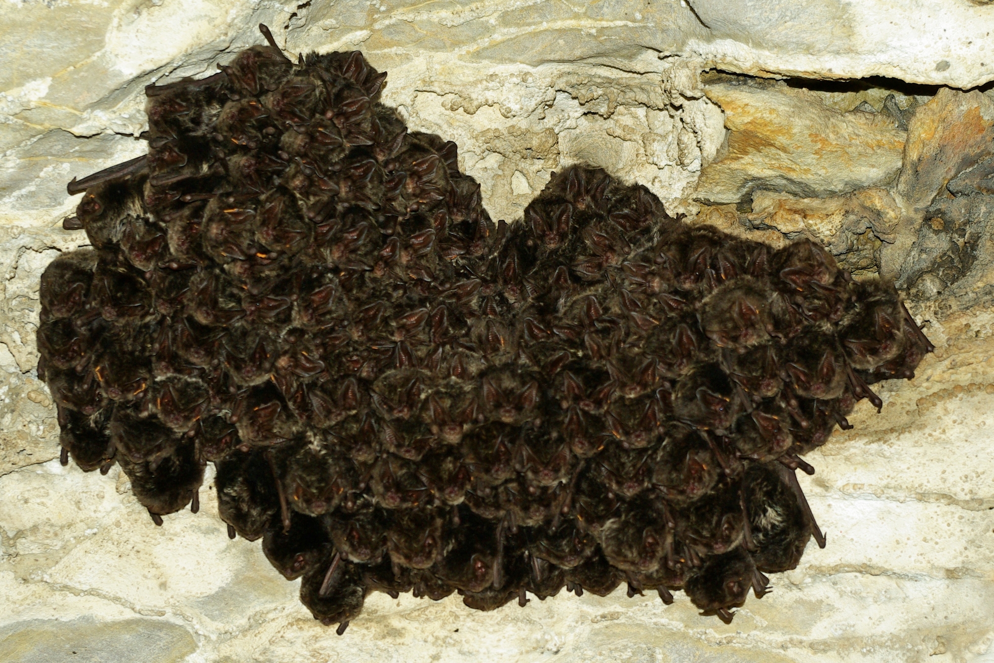 una colonia di pipistrelli in letargo nella Grotta del Rio Martino a Crissolo