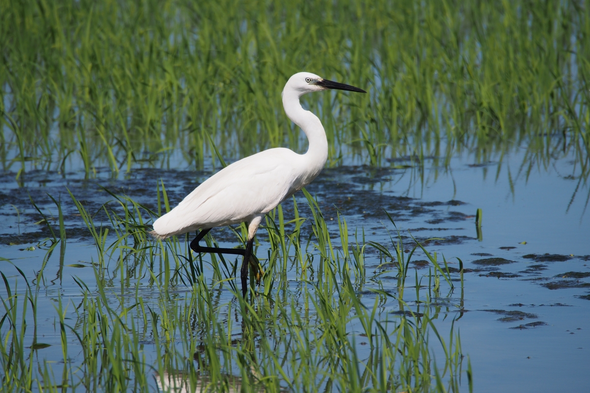 una garzetta, uccello bianco simile all'airone con becco e zampe nere, in un ambiente umido