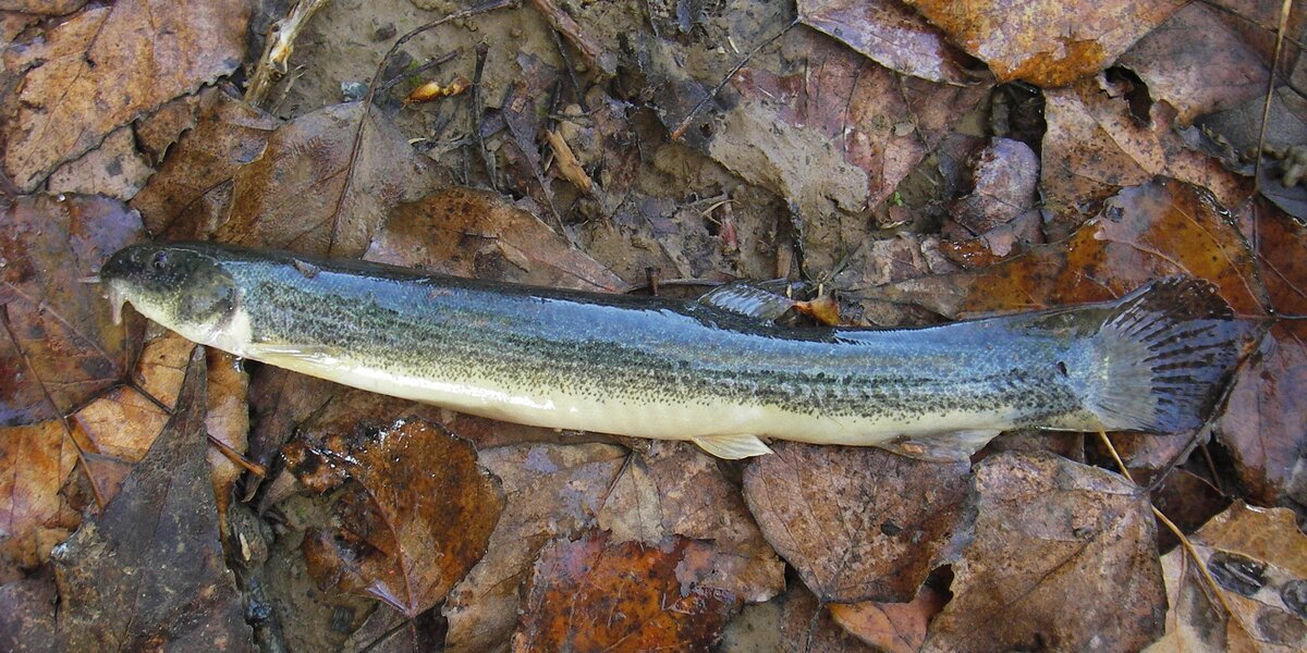 pesce appoggiato a terra, fuori dall'acqua, su un letto di foglie secche.