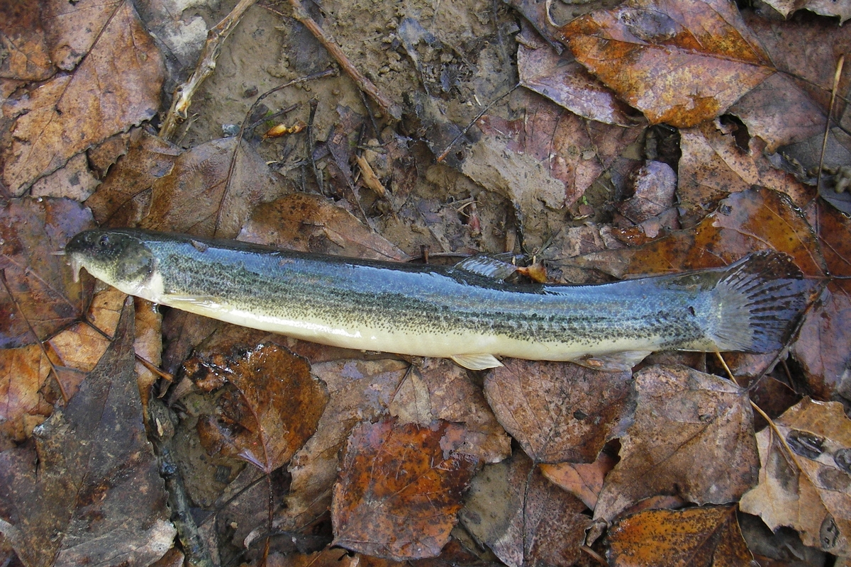 pesce appoggiato a terra, fuori dall'acqua, su un letto di foglie secche.