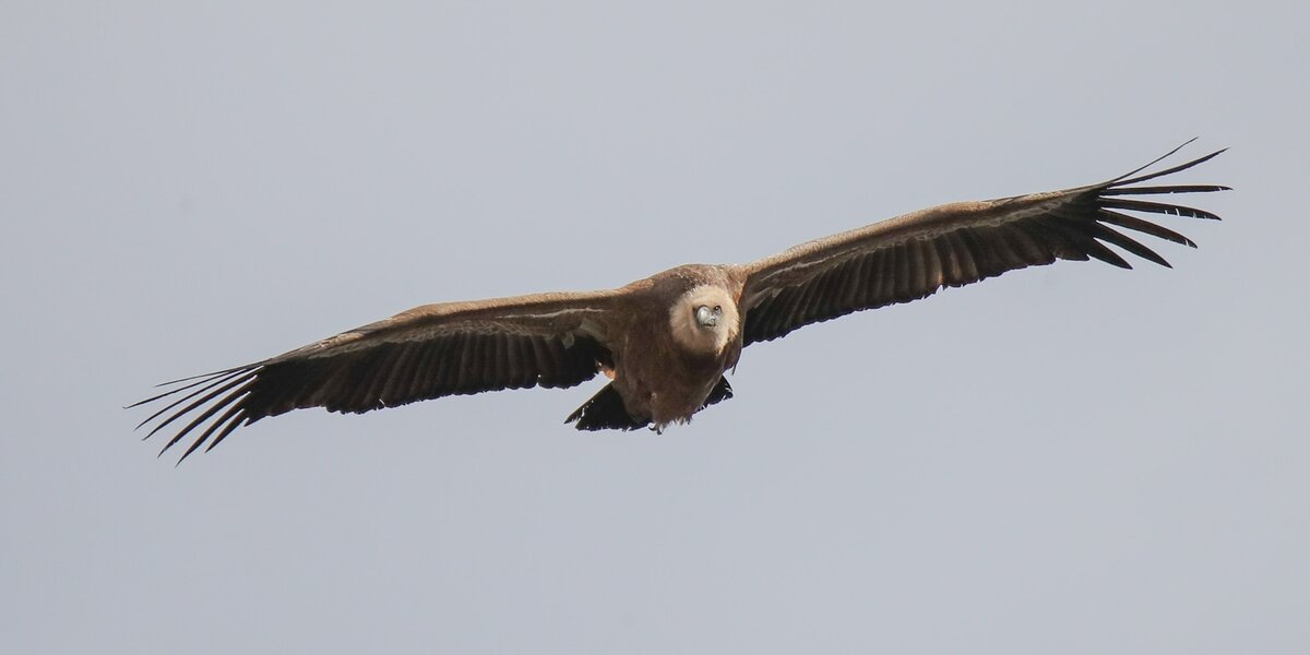 un grifone visto in volo, ad ali spiegate. il cielo intorno è grigio.