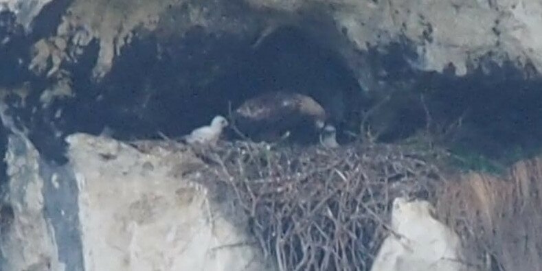 immagine scattata da molto lontano e con un forte ingrandimento: al centro si vedono due pulcini di aquila reale, bianchi, nel loro nido ricavato in uno spazio roccioso.