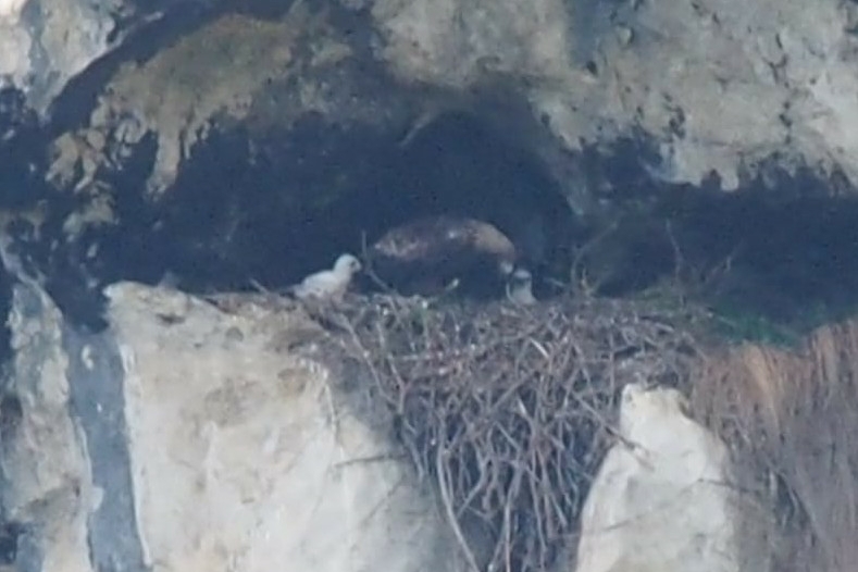 immagine scattata da molto lontano e con un forte ingrandimento: al centro si vedono due pulcini di aquila reale, bianchi, nel loro nido ricavato in uno spazio roccioso.