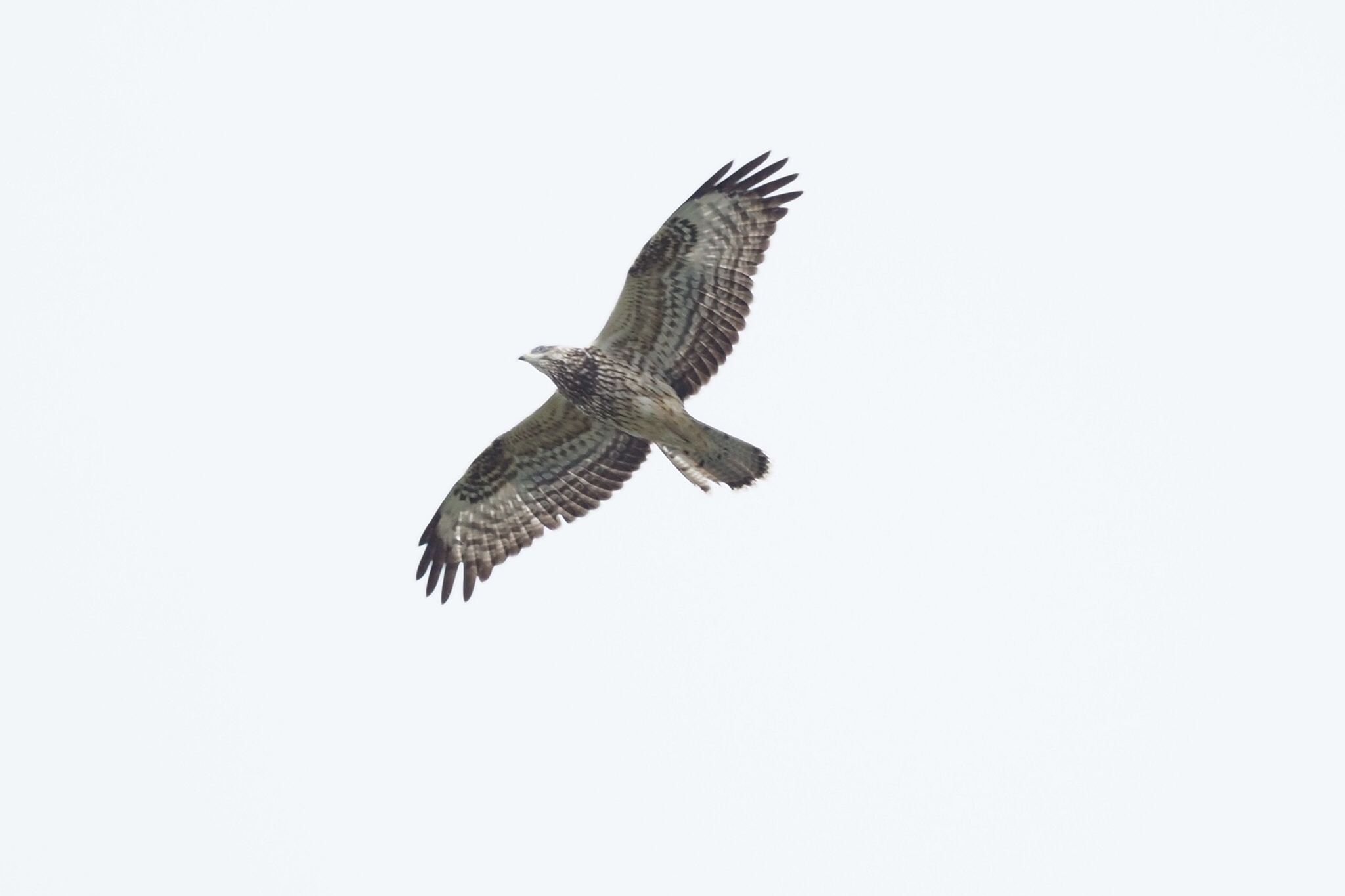 un falco pecchiaiolo avvistato dal basso verso l'alto, si staglia contro un cielo grigio