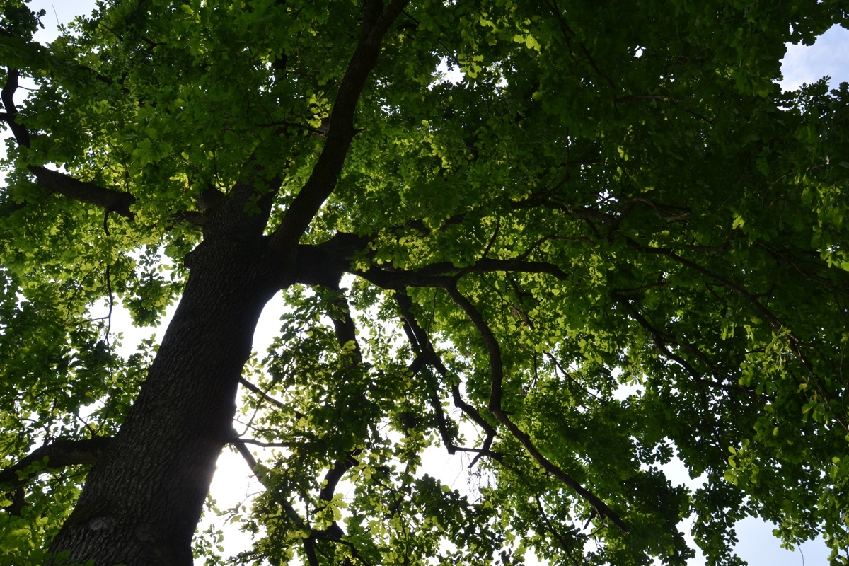 Immagine con descrizione mancante