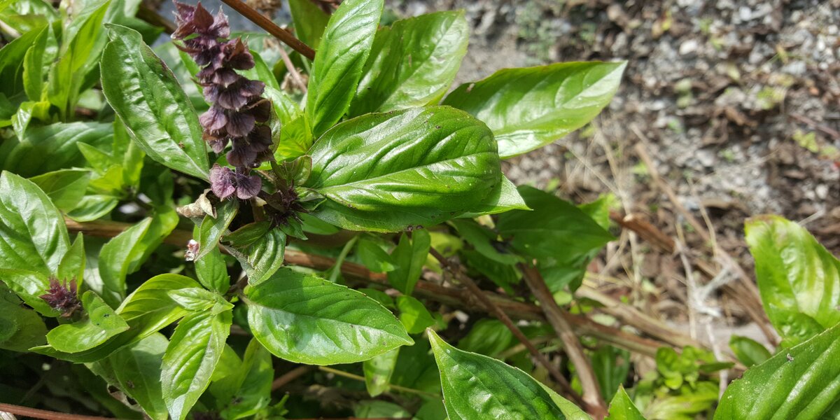 foto del basilico Re di Pietra
