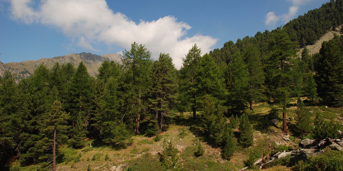 foto panoramica del Bosco dell'Alevè, con una radura in primo piano, numerosi pini cembri e cielo azzurro sullo sfondo