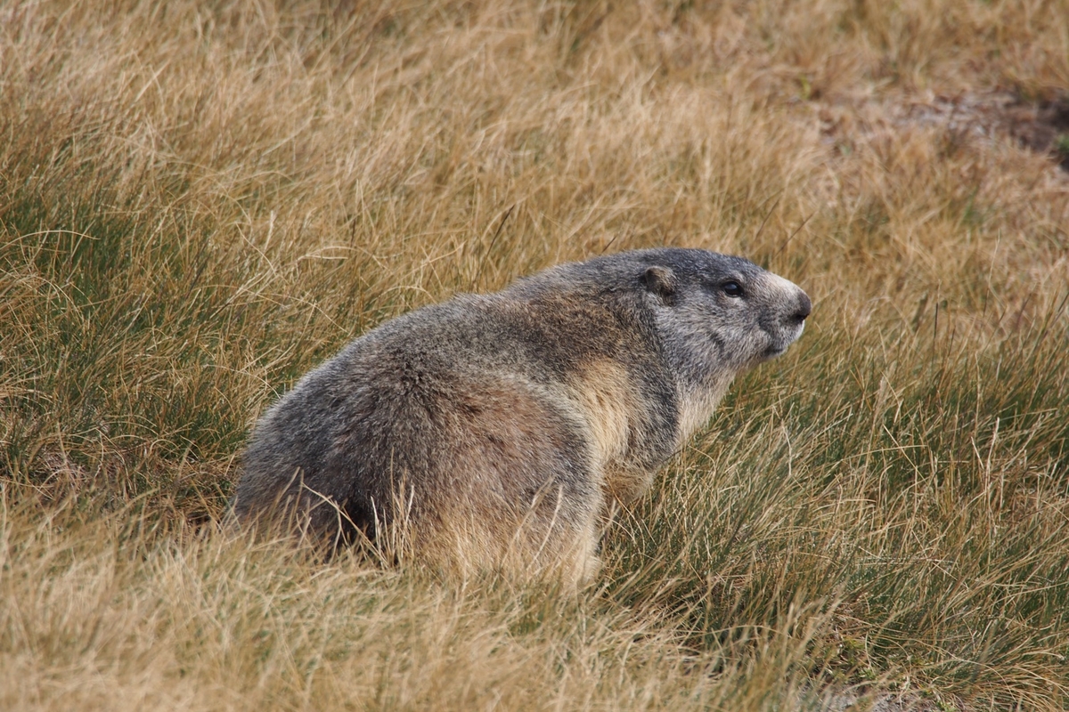 una marmotta di profilo, rivolta verso sinistra