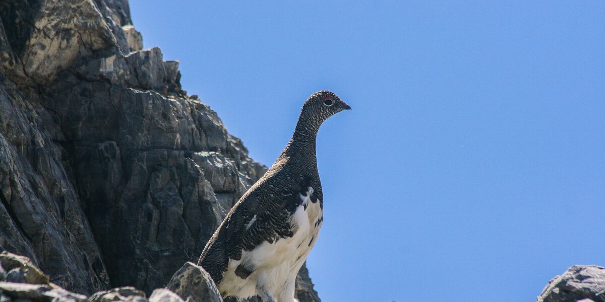 una pernice bianca con uno sfondo roccioso alle sue spalle