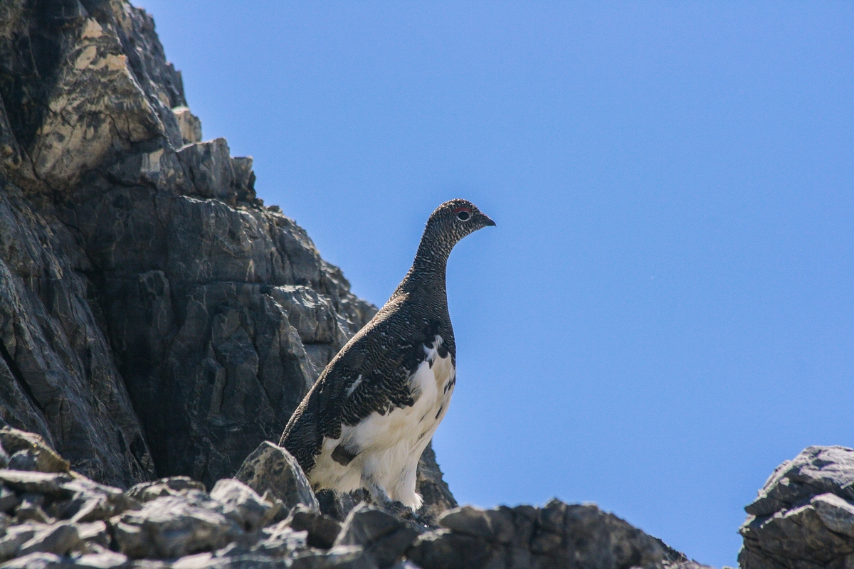una pernice bianca con uno sfondo roccioso alle sue spalle
